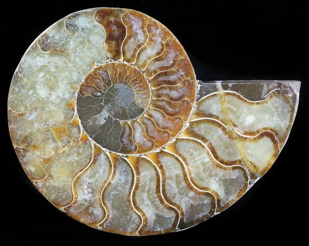 Cut Ammonite Fossil (Half) - Agatized #63047